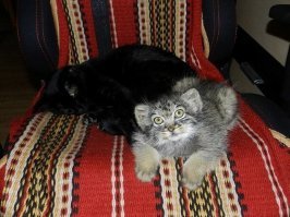 Манул — самая фотогеничная кошка в мире