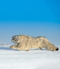 Манул — самая фотогеничная кошка в мире