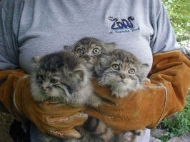 Манул — самая фотогеничная кошка в мире