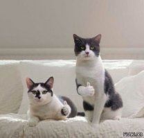 Манул — самая фотогеничная кошка в мире