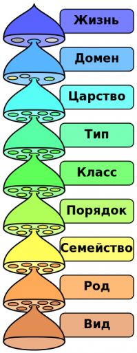 Нет такого понятия "отряд хищников"

Порядок = отряд. 

К примеру - отряд грызуны. Всё типы питания - хищники, травоядные, всеядные, хищники, падальщики. Каждый вид ищет свою экологическую нишу. 

Приматы, к коим относимся и мы. И банановые обезьянки, и гориллы, жующие листья, и шимпанзе, охотящиеся в том числе на других обезьян, и человек - каждый находит свою нишу