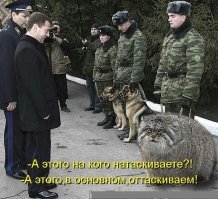 Манул — самая фотогеничная кошка в мире