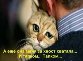 В сети появились кадры и видео из компьютерной игры про котов. Да, управлять нужно будет котами!