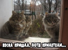 В сети появились кадры и видео из компьютерной игры про котов. Да, управлять нужно будет котами!