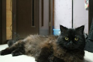 Такой же чернопопый желтоглазый котяра у меня 19 лет прожил. Только папа рыжий перс, а мама длинношерстная шиншилла. Огромный был и тяжелый пока молодой, а в старости килограмма 2-2,5 весил всего.