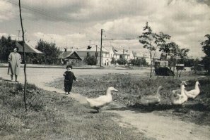 Фотки суперские, НО как не крути, это утки, а не гуси.