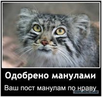 Манул — самая фотогеничная кошка в мире