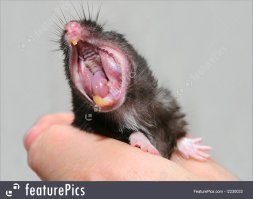 А это всего лишь хомяк.