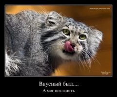 Манул — самая фотогеничная кошка в мире