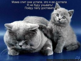 Прикольные и смешные картинки