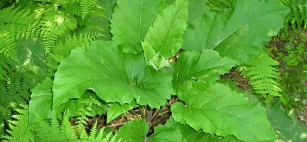 Это чертополох, а лопух выглядит так: