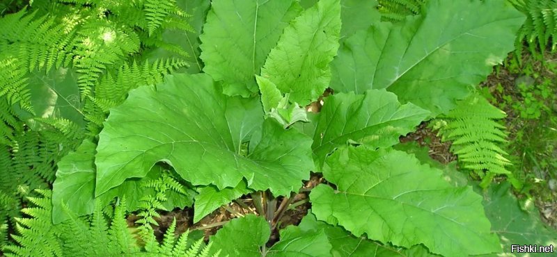 Это чертополох, а лопух выглядит так: