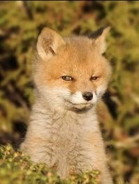 Кроме того, любовь к свежему хлебу может обернуться быстрым набором веса - единственно истинный вывод о вреде горячего хлеба (из перечисленных выше). Всё остальное - выживание дрожжей в хлебе после выпечки, комкования в желудке (а мы не пережовываем хлебный мякиш и корочку зубами измельчая его и насыщая ферментами, разлагающими составные части хлеба на глюкозу? а некоторые еще и в юшку майонезную макают после салата из огурцов и помидоров) и прочее, прочее, прочее - вызывает большое сомнение - а правда ли всё это???