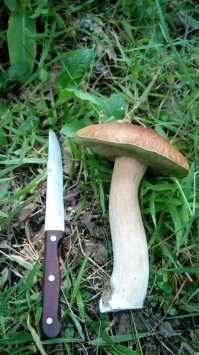 Крик души... Сам очень люблю грибы собирать,спасибо роднульке Жене.  Собираем в районе Нахабино. А чтобы ехать в пердяевку, нет спасибо..