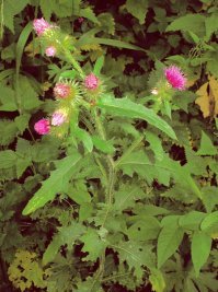 Разочарую тебя, чертополох выглядит вот так: