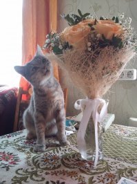 40 смешных фотоотчетов о кошках