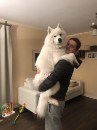 Это самоед. У меня такой. Да, он подрастет, но по-прежнему будет уметь только лизаться. Такая вот порода;)