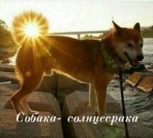 Прикольные и смешные картинки