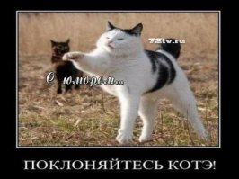 Прикольные и смешные картинки