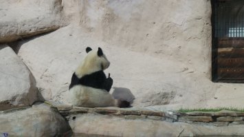 Главная проблема - слабо размножаются (в среднем 1 детёныш раз в 2года) и много стерильных особей. Размножение панд в неволе происходит крайне редко. 
PS: Только с 1984 панд перестали дарить в дипломатических целях. До этого в СССР были 2 раза панды в зоопарке Москвы. 
 Сейчас в аренду в Москву взяли 2 панд (разнополых) на 15лет. Находятся за фламинго, где дикие кошки. Довольно активные днём - это для зоопарка замечательно. Свежие фото:
