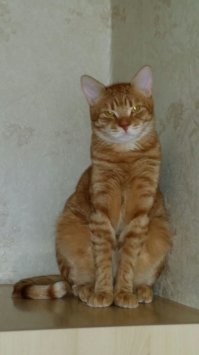 10 руб начальная ставка и овердохрена затем на ветеринара 
вот стоимость рыжей наглой морды