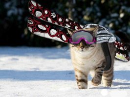 Даже они на отдыхе, а ты нет: фотографии котиков, которые вызовут зависть