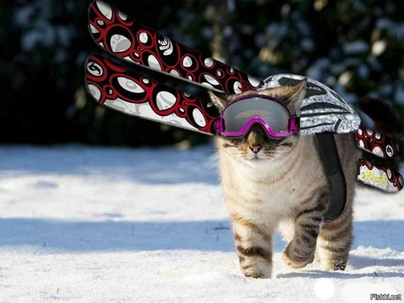 Даже они на отдыхе, а ты нет: фотографии котиков, которые вызовут зависть