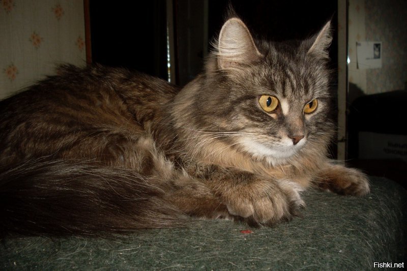 А моя за стакан. У соседа друга кошка родила, взял котёнка, на днях 13 лет исполнилось.