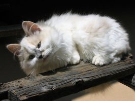 Персидская кошка за 5К долларов?! Да их на рынке дофига (без родословных, но чистокровных) и красная цена им 100евро. Не особо пользуются они спросом, потому что сложный уход за шерстью многих отпугивает. Остальное - для снобов. Присоединяюсь к тем, кто считает лучшей породой русскую помойную.  Их таких  меня 5 штук, из России с собой привезла.