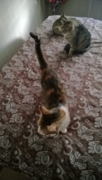 три брыси дома, в понедельник младшая двух угольков принесла,через полтора месяца отдам даром, в пределах города сам привезу)))