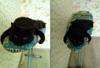 Кот попросился, я погладил.