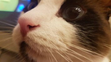 Моя подруга всю жизнь имела кошку или кота. Года 2 назад взяла кота и кошечку и у нее началась дикая аллергия именно на кота на 53 году жизни. А на кошку нет. Пришлось отказаться от котика, я забрала его себе.