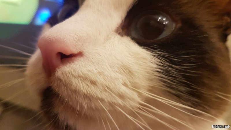 Моя подруга всю жизнь имела кошку или кота. Года 2 назад взяла кота и кошечку и у нее началась дикая аллергия именно на кота на 53 году жизни. А на кошку нет. Пришлось отказаться от котика, я забрала его себе.