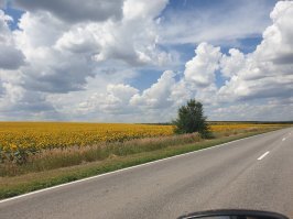 Подсолнухи красивее