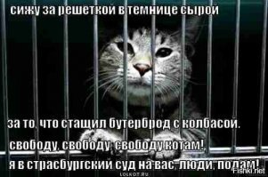 20 уморительных снимков домашних животных, которые до слёз насмешили хозяев