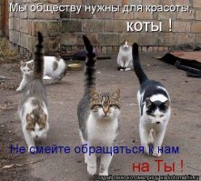 Даже они на отдыхе, а ты нет: фотографии котиков, которые вызовут зависть