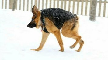 Визуально странно выглядит. Если у собаки с фото выбора не было, то тут осознанно уродство устроили. Но наверное парковать проще в тесных запаркованных дворах, где собственно большинство заказчиков пиццы и живёт.