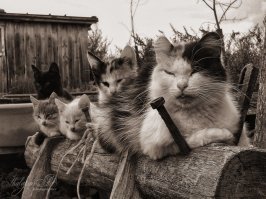 Кошки конечно красивые, спору нет. Но мне больше нравятся наши деревенские коты. Просто они настоящие, их жизнь всему научила, а не эти кукольные красавицы. Впрочем, ИМХО...