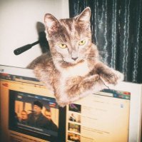 У нас один из уличных подобрышей дымчатый - тоже очень грациозная девочка :)