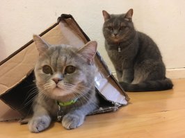 Мать гримзи и ее лапочка дочка, обе любимицы наши