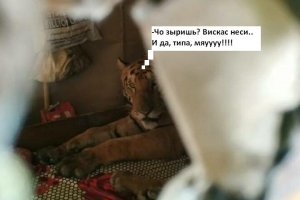 В Индии обессиленная тигрица пришла в дом и проспала на кровати целый день