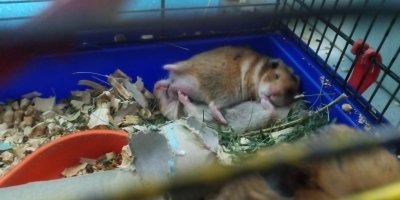 хомяки спят