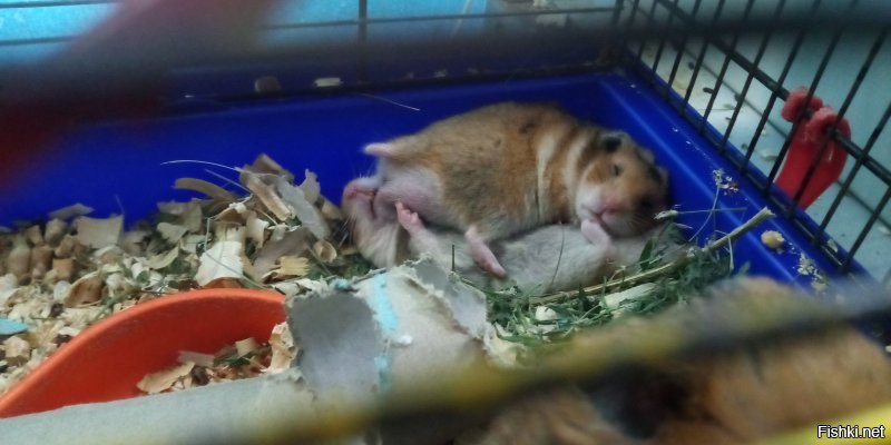 хомяки спят