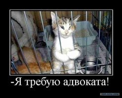 В американской тюрьме заключенным поручают заботу о кошках