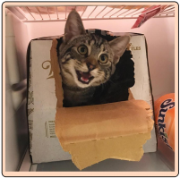 Самый прикольный кот Шредингера !))))