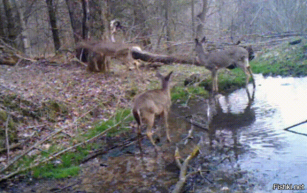 А что это с косулей произошло?