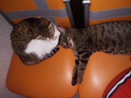 Не удержалась...оба два получили шанс на вторую жизнь)))) одна в мороз котенком обнаружилась, второй поздней осенью помирающий под колесами по проспекту ползал. Пы.сы.: так-то я собачница)))