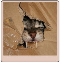 А не отсюда-ли пошел миф о спящих в гробах вампирах?