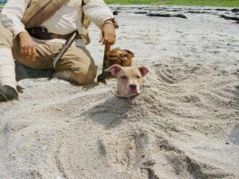 Когда уместно говорить «вот где собака зарыта»