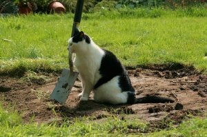 Когда уместно говорить «вот где собака зарыта»